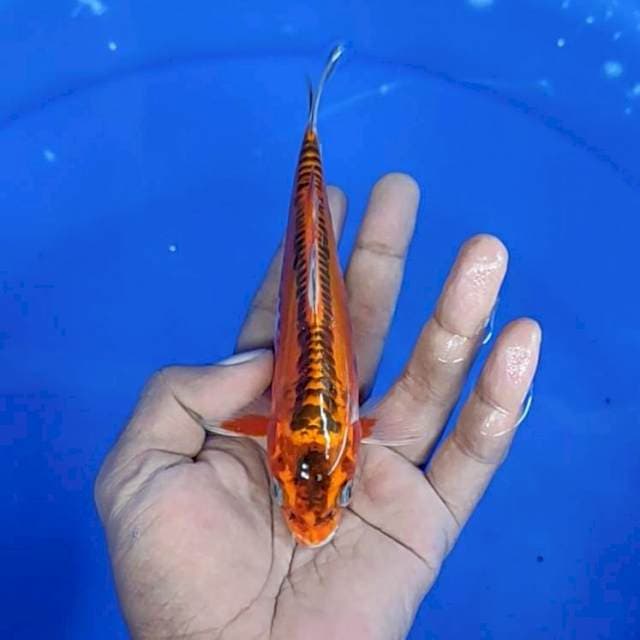 Kujaku doit / 17 cm
