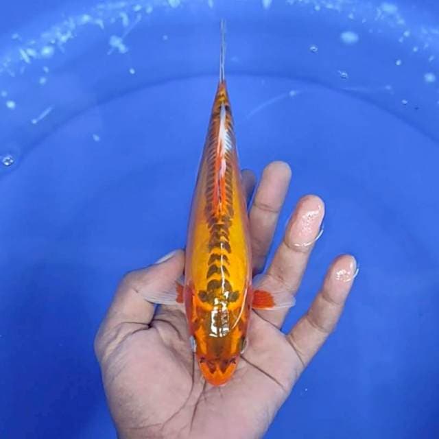 Kujaku ditsu / 21 cm