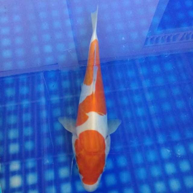 Kohaku doitau 22cm