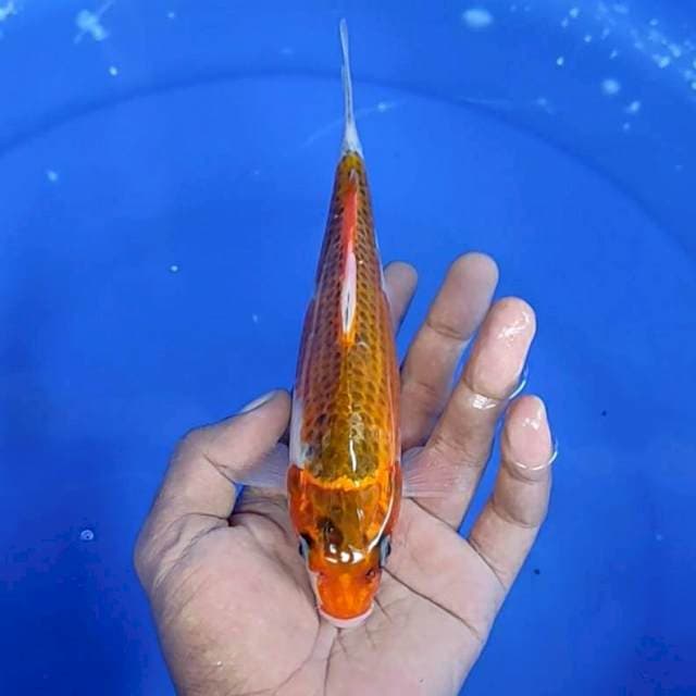 Kujaku ) 20 cm