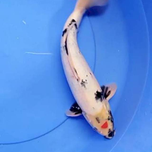 Tanco showa 32 cm