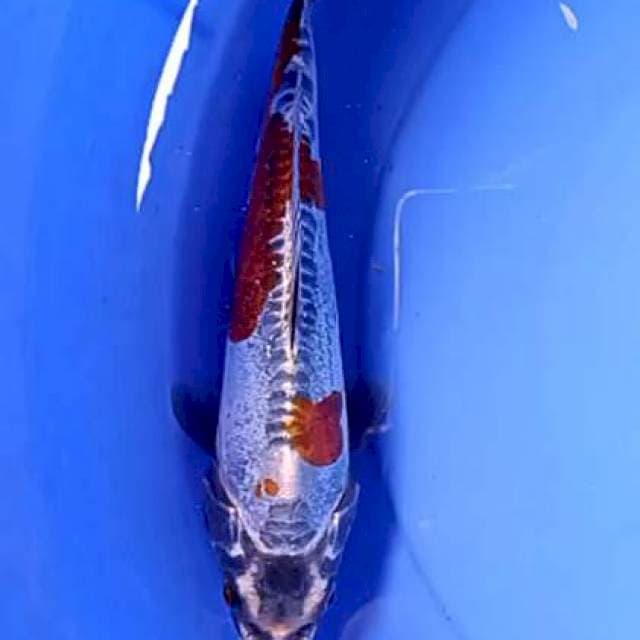 Kiko 26 cm