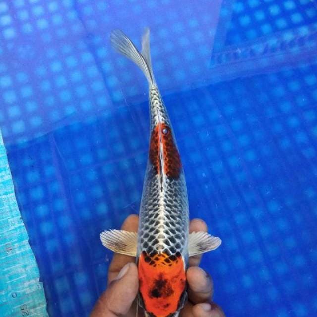 Maruten kujaku 25cm
