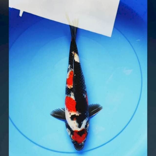 Maruten showa strong 32cm male
