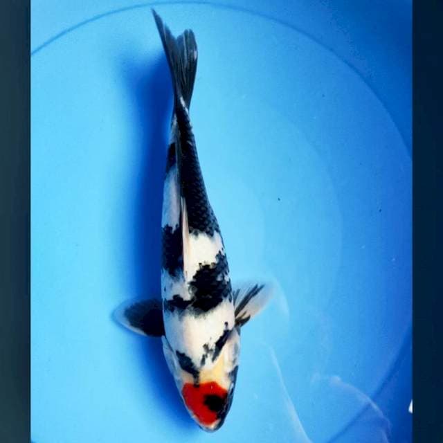 Tancho showa 27cm male