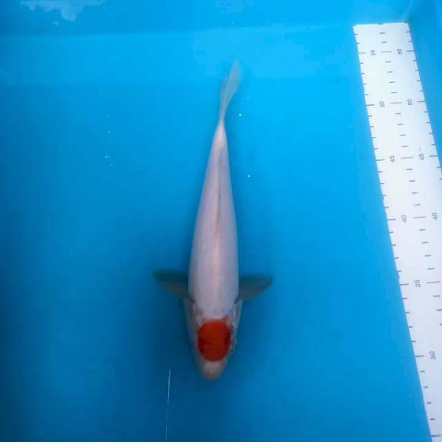 Tancho kohaku