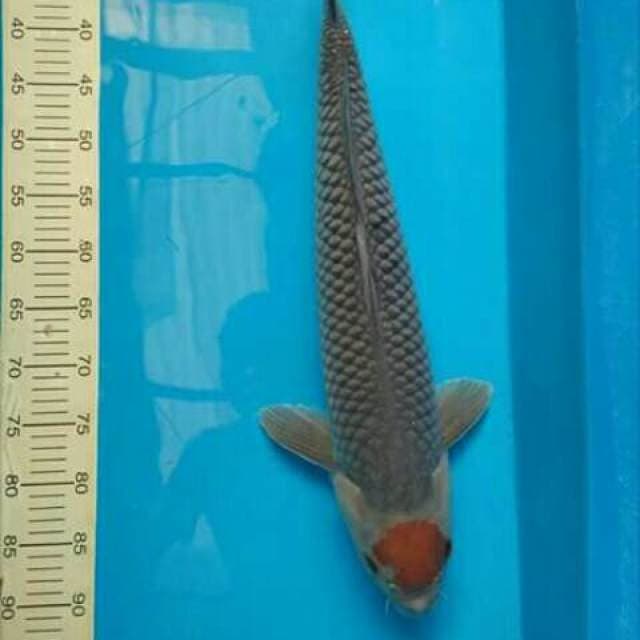 Tancho ochiba 60cm