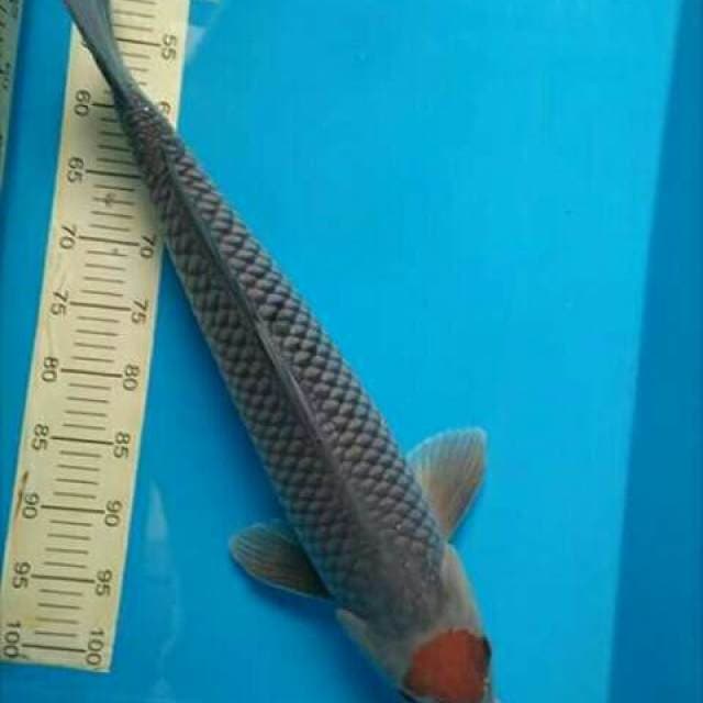 Tancho ochiba 60cm