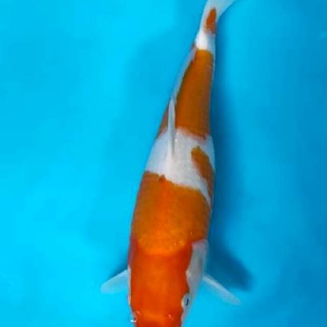 Kohaku