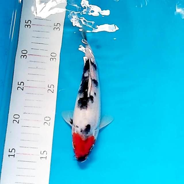 #4 Tancho Showa 20cm