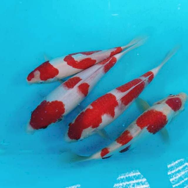 Kohaku