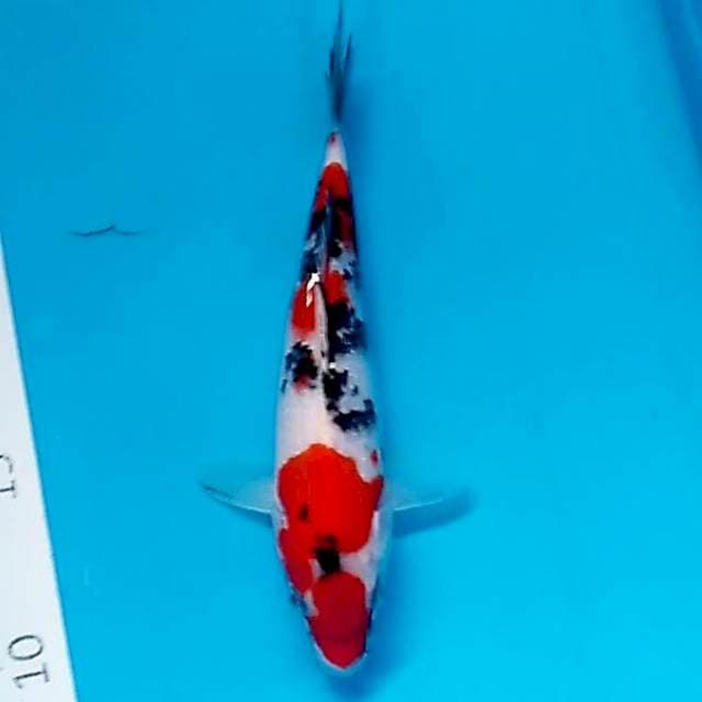 #8 Sanke 🌶 18cm