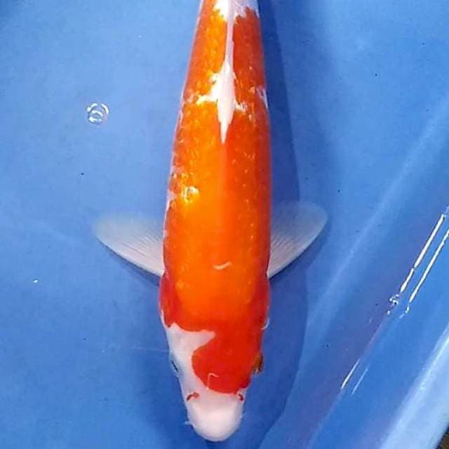 #12 kohaku ginrin 27cm