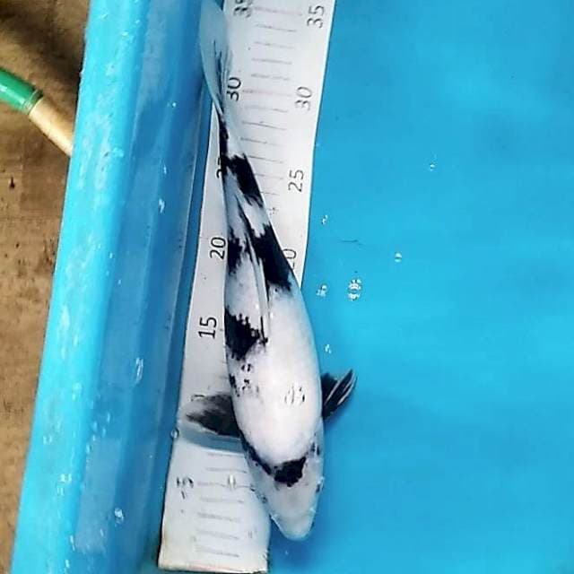 Shiro utsuri halus 33cm