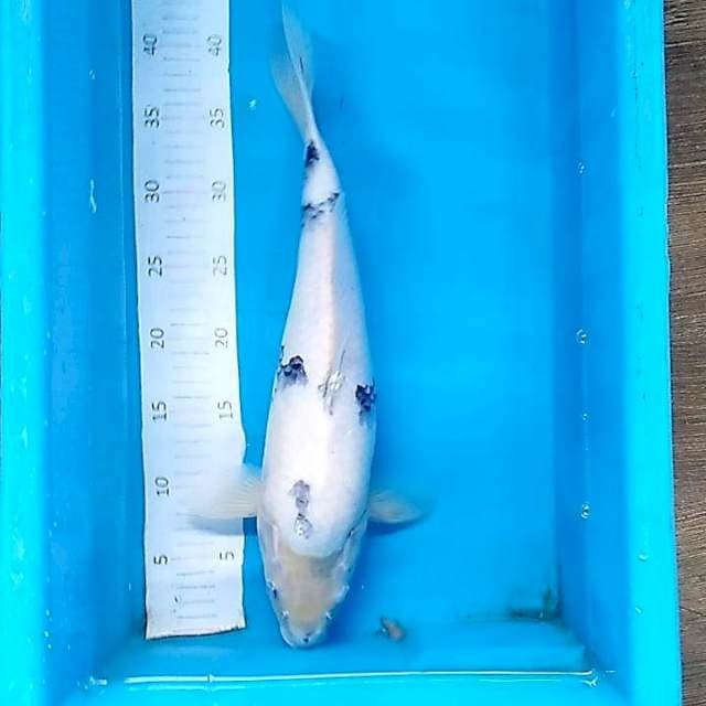 Shiro Bekko 42cm
