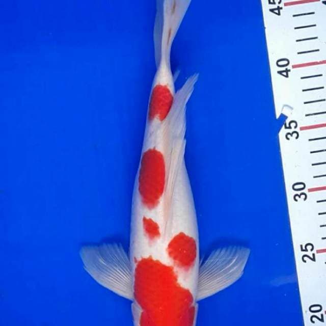 Kumpay Kohaku Munuk