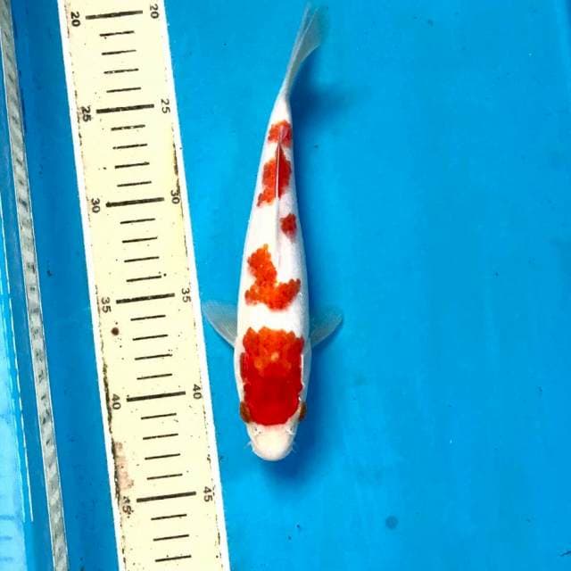 Kohaku, 22 cm