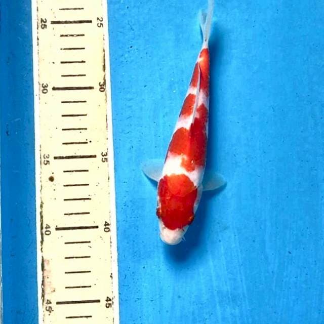 Kohaku, 17 cm