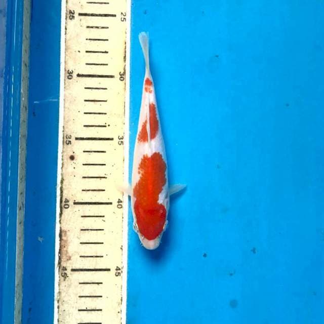 Kohaku, 17 cm