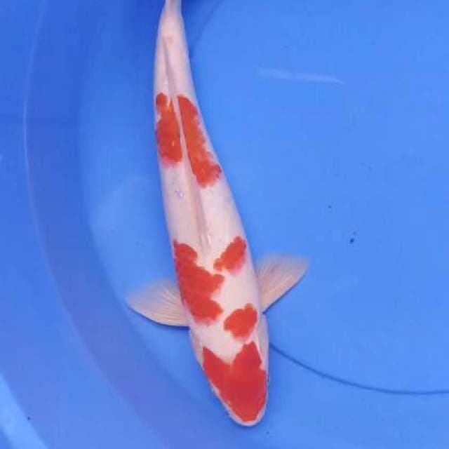 Kohaku red strong 38