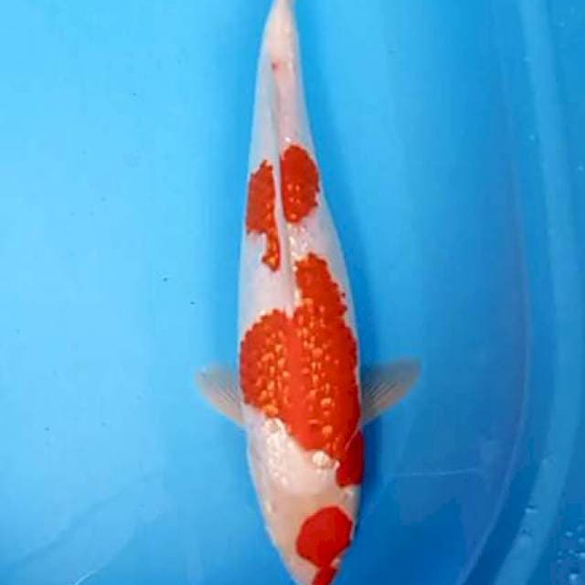 Kohaku ginrin 40 bu