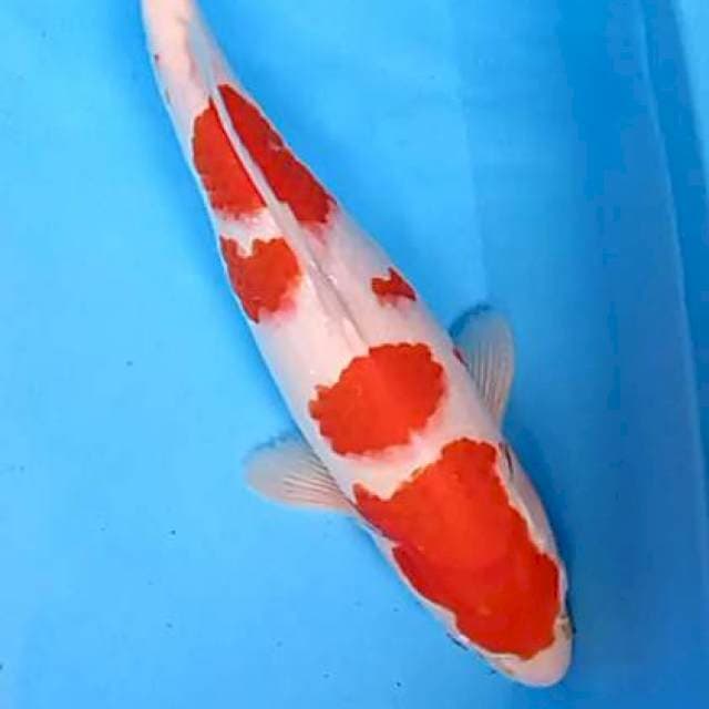 Red strong 40 cm