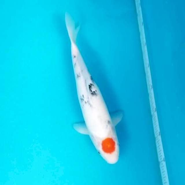 TANCHO SANKE 35 CM FEMALE