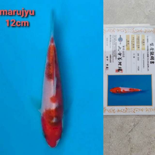 marujyu sanke 12cm serty