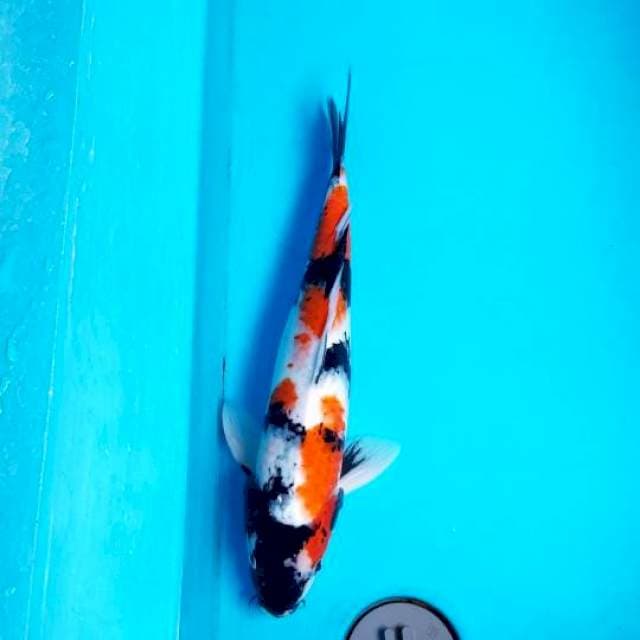 SHOWA 38 CM MALE