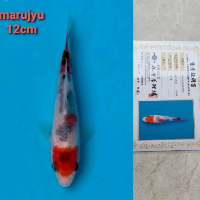 marujyu sanke 12cm serty