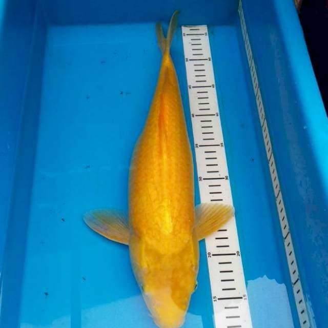 Karashi 46 cm