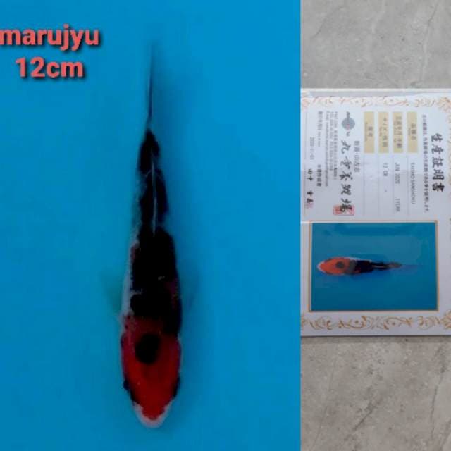 marujyu sanke 12cm serty