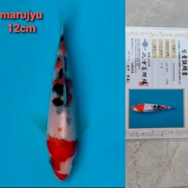 marujyu sanke 12cm serty