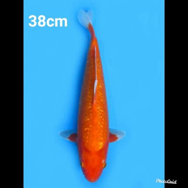 38cm Male , Aka Hajiro Ginrin