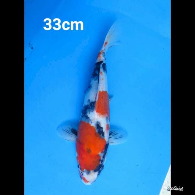 33cm Fml , Kindai Showa