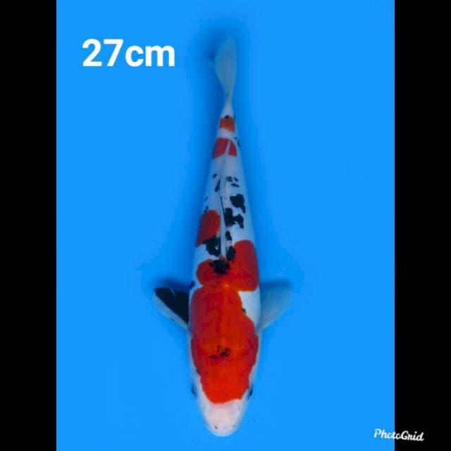 27cm Male , Red Sanke Doitsu