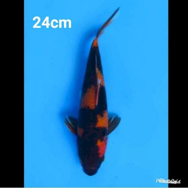 24cm Male , Hi Showa