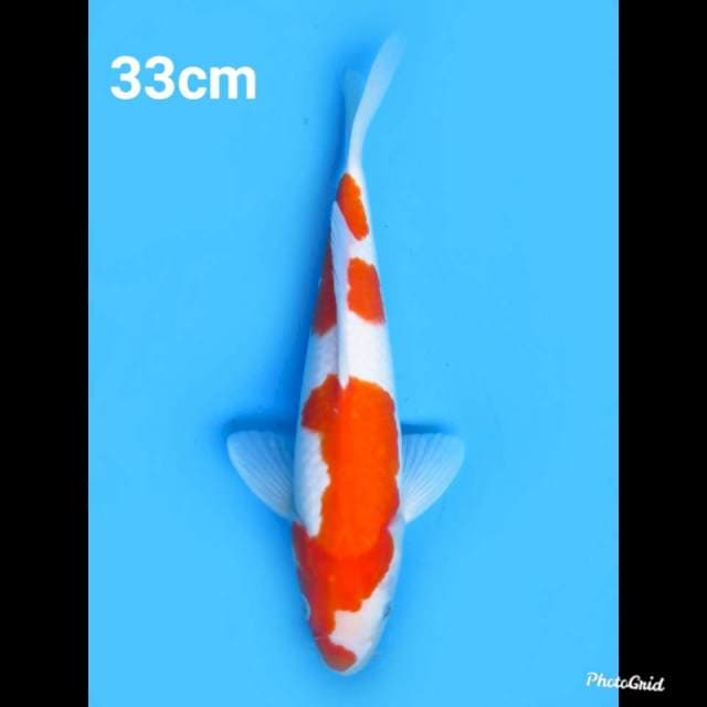 33cm Male , Kohaku Nidan