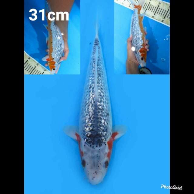 31cm fml , Asagi Full Ginrin