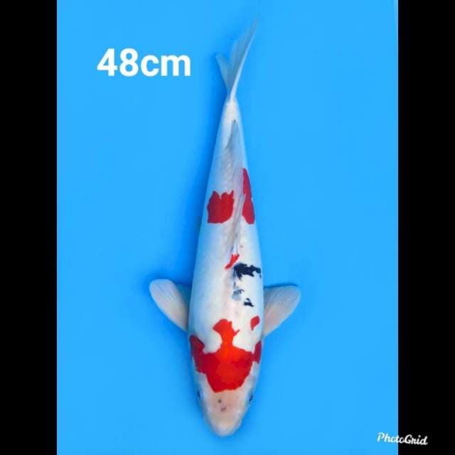 48cm Male , Jumbo Sanke Doitsu Murni