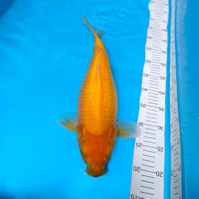 45cm KARASHI MATA MERAH JUMBO
