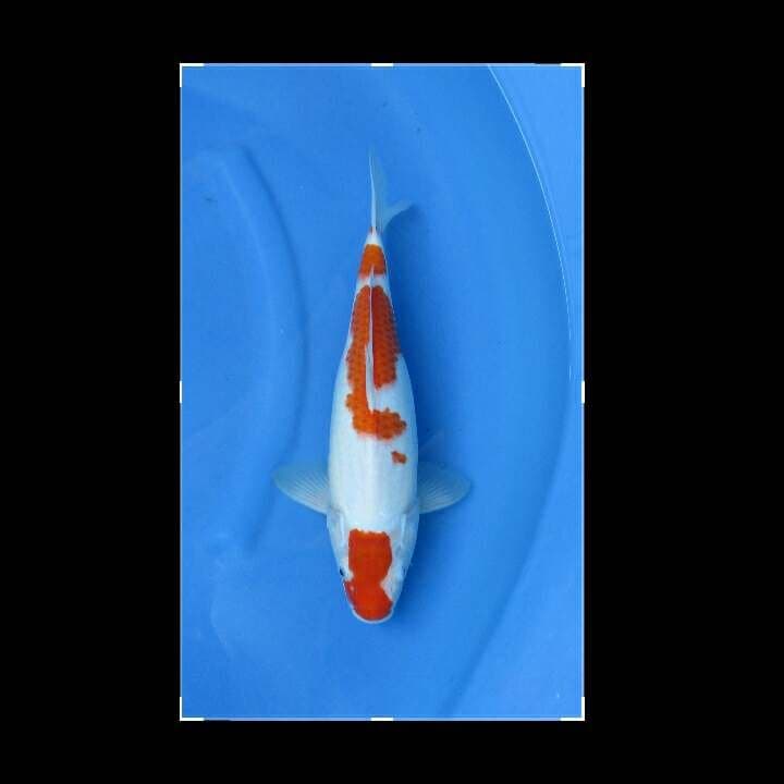 KOHAKU F1