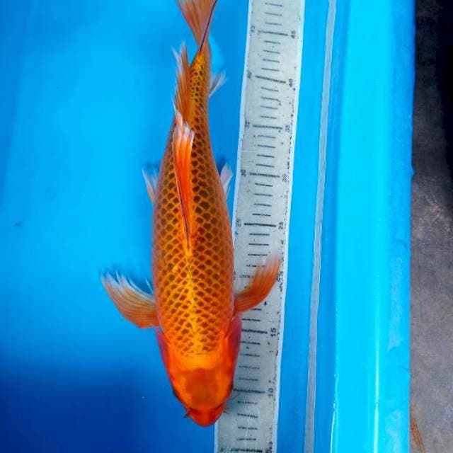 Aka matsuba gondrong