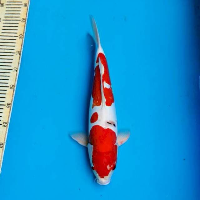 Sanke Doitsu 40 cm