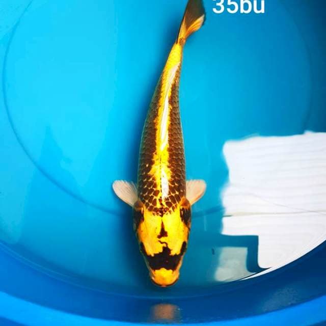 KABUTO 35BU
