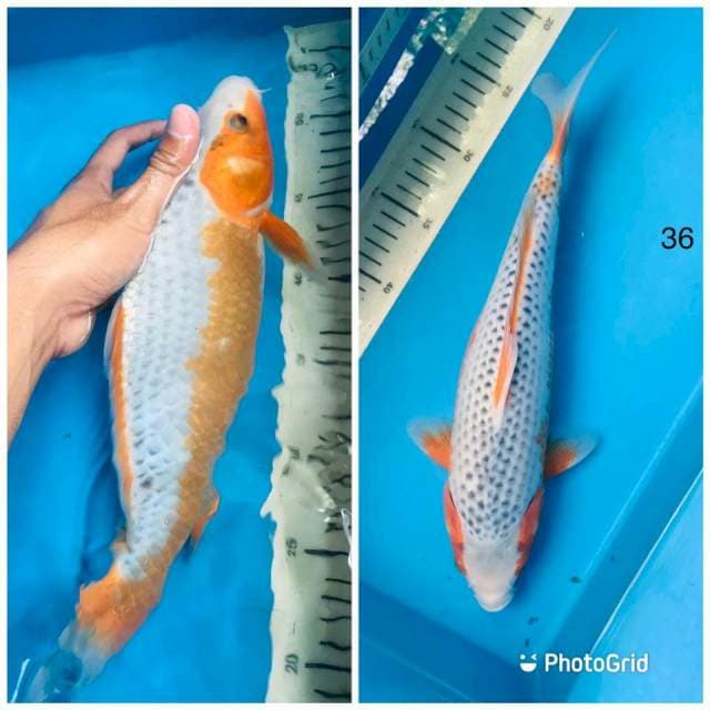 ASAGI,36cm