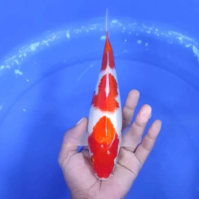 6. Kohaku 3 Step || 25 cm || Jantan