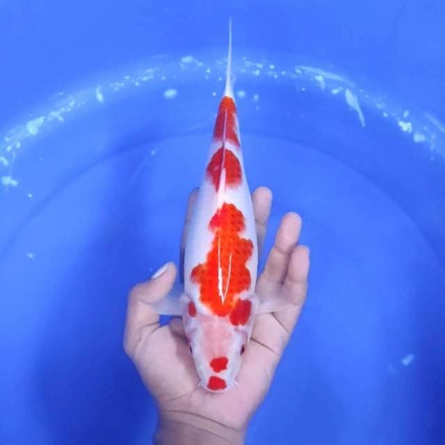 7. Kohaku || 28 cm