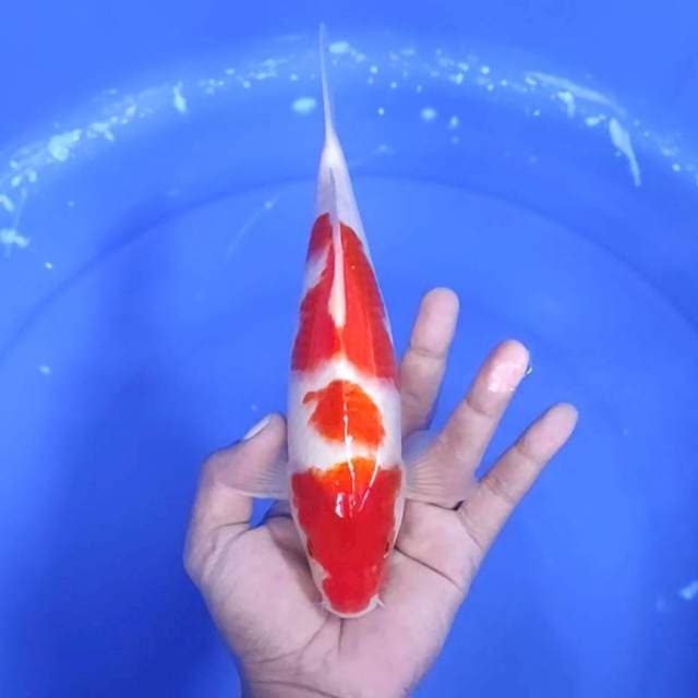 8. Kohaku || 25 cm || Jantan