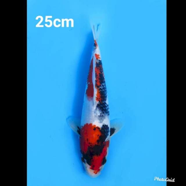 25cm Male , Red Showa Tategoi